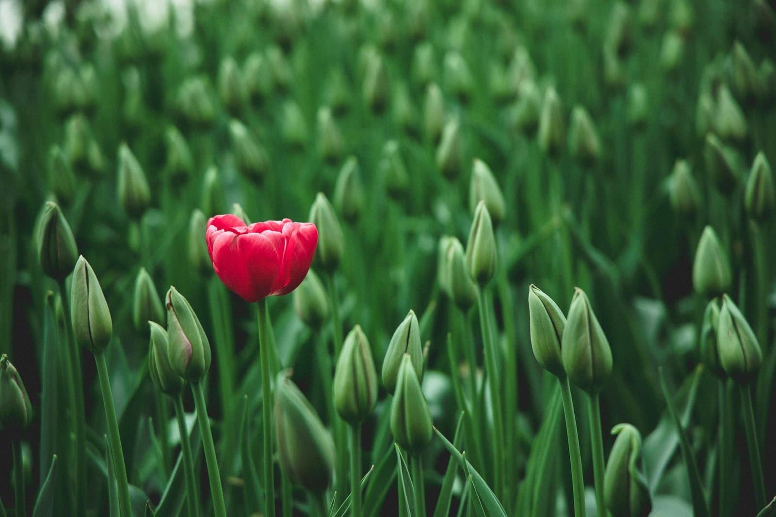 The Untapped Power of Digital Domains: Building Businesses That Matter